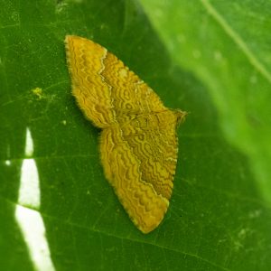 Camptogramma bilineata (Linnaeus, 1758) Ockergelber Blattspanner