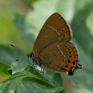 Satyrium pruni (Linnaeus, 1758) Pflaumen-Zipfelfalter