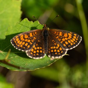 Melitaea athalia (Rottemburg, 1775) Wachtelweizen-Scheckenfalter, Gemeiner Scheckenfalter