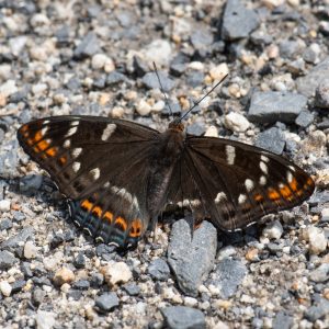 Limenitis populi (Linnaeus, 1758) Großer Eisvogel