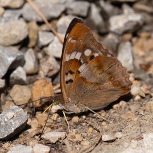 Apatura ilia (Denis & Schiffermüller, 1775) Kleiner Schillerfalter