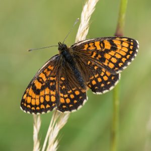 Melitaea athalia (Rottemburg, 1775) Wachtelweizen-Scheckenfalter, Gemeiner Scheckenfalter