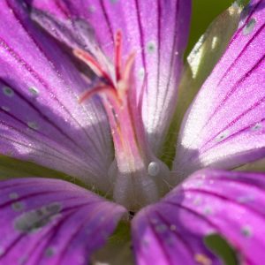 Eumedonia eumedon (Esper, 1780) Storchschnabel-Bläuling