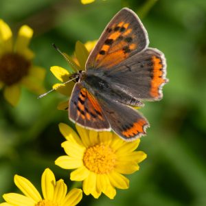 Lycaena phlaeas (Linnaeus, 1761) Kleiner Feuerfalter