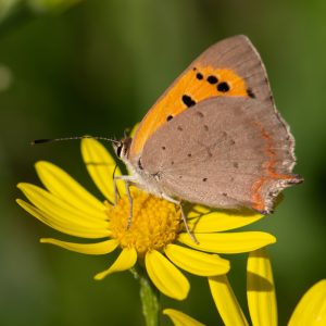 Lycaena phlaeas (Linnaeus, 1761) Kleiner Feuerfalter