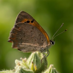 Lycaena phlaeas (Linnaeus, 1761) Kleiner Feuerfalter