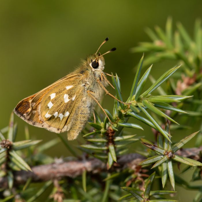 Hesperia comma (Linnaeus, 1758) Komma-Dickkopffalter