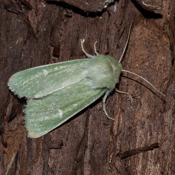 Calamia tridens (Hufnagel, 1766) Grüneule