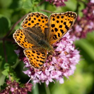 Issoria lathonia (Linnaeus, 1758) Kleiner Perlmuttfalter