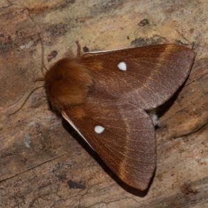 Eriogaster catax (Linnaeus, 1758) Hecken-Wollafter