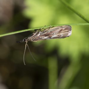 Uncinus obductella (Zeller, 1839) Honigzünsler
Systematik