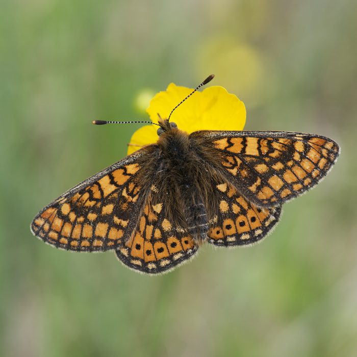 Euphydryas aurinia (Rottemburg, 1775) Goldener Scheckenfalter