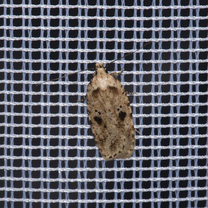 Agonopterix arenella (Denis & Schiffermüller, 1775) Flachleibmotte
