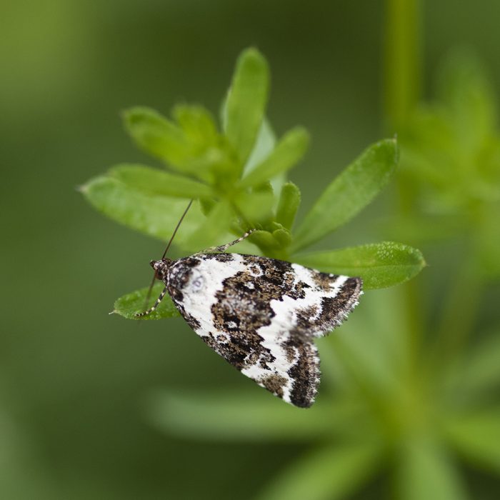 Deltote deceptoria (Scopoli, 1763) Buschrasen-Grasmotteneulchen