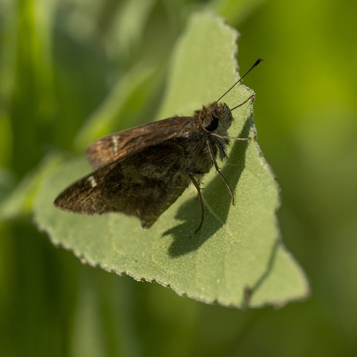 Lerema accius (J. E. Smith, 1797) Clouded Skipper