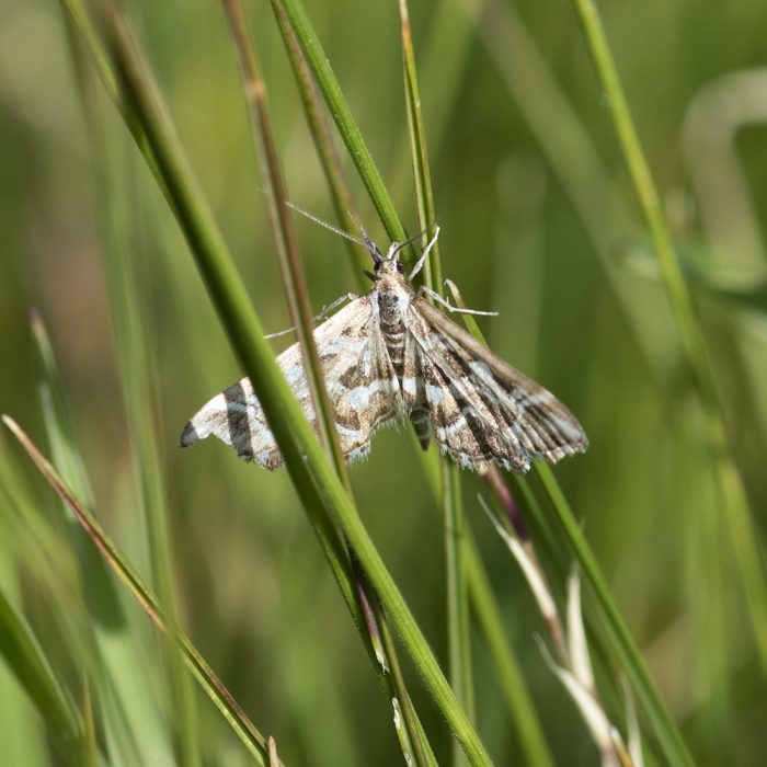 Diasemia reticularis (Linnaeus, 1761) Buchstaben-Zünsler