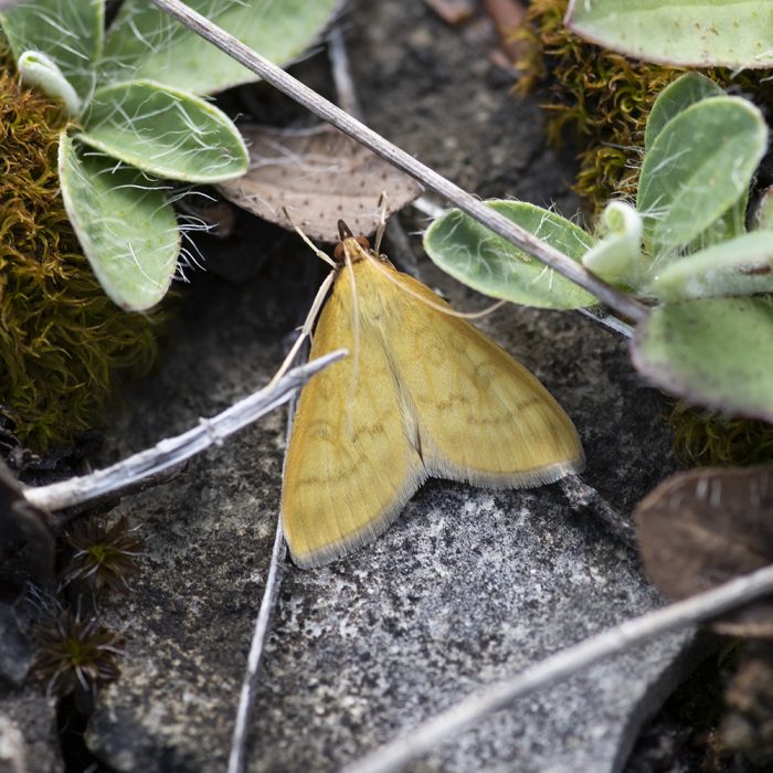 Mecyna flavalis (Denis & Schiffermüller, 1775) Blassgelber Nierenmakel-Zünsler