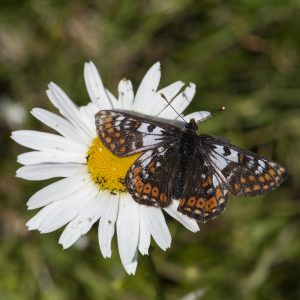 Euphydryas cynthia (Denis & Schiffermüller, 1775) Veilchen-Scheckenfalter, Alpen-Scheckenfalter