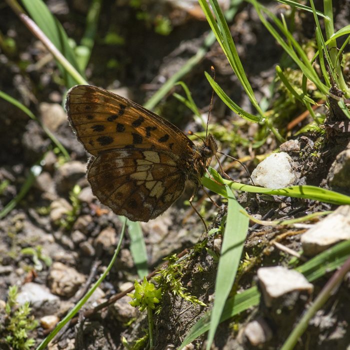 Boloria thore (Hübner, 1804) Bergwald-Perlmuttfalter