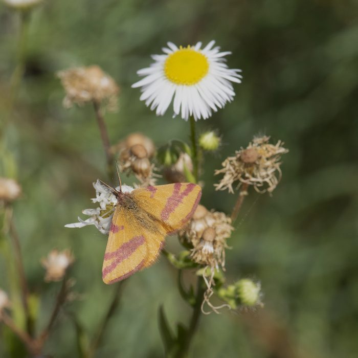 Lythria cruentaria (Hufnagel, 1767) Ampfer-Purpurspanner