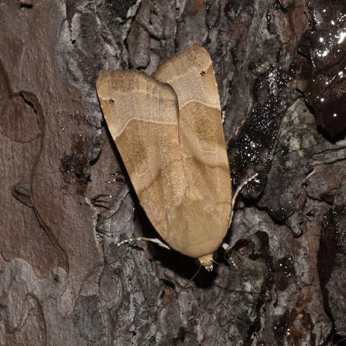 Noctua fimbriata (Schreber, 1759) Bunte Bandeule