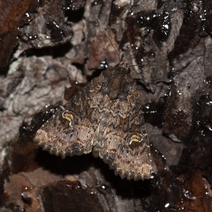 Mesapamea secalis (Linnaeus, 1758) / Mesapamea secalella (Remm, 1983) Getreide-Halmeule / Kleine Getreide-Halmeule, Didyma-Halmeule