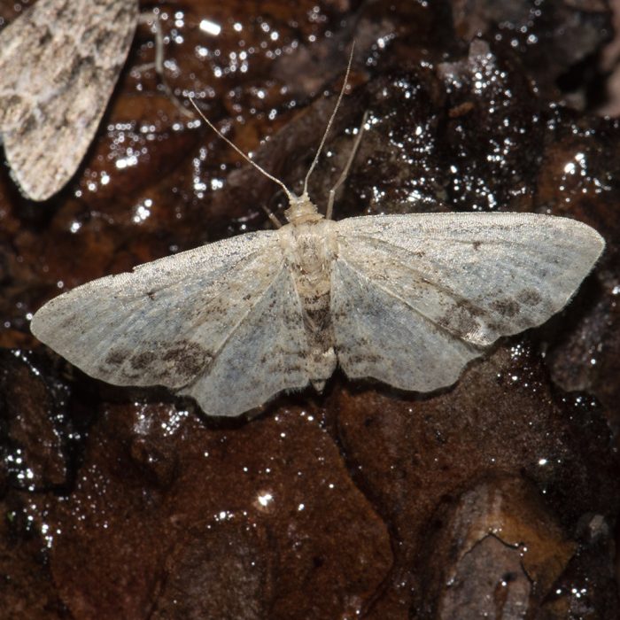 Idaea dimidiata (Hufnagel, 1767) Braungewinkelter Zwergspanner
