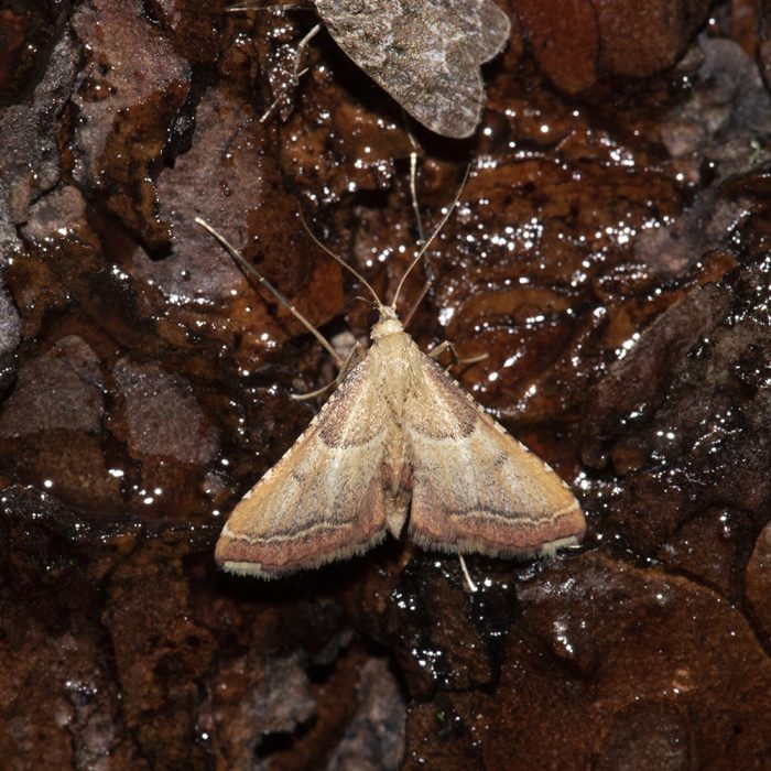 Endotricha flammealis (Denis & Schiffermüller, 1775) Geflammter Kleinzünsler