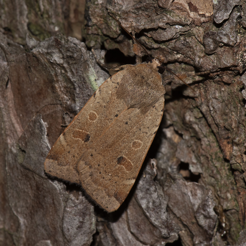 Noctua comes (Hübner, 1813) Breitflügelige Bandeule