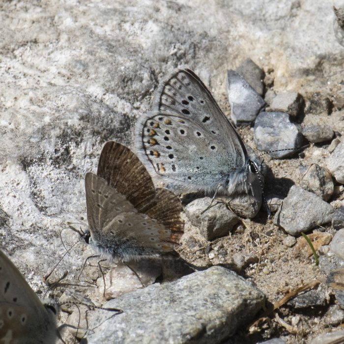 Polyommatus eros (Ochsenheimer, 1808) Eros-Bläuling
