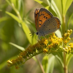 Lycaena dispar (Haworth, 1802) Großer Feuerfalter