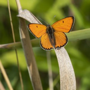 Lycaena dispar (Haworth, 1802) Großer Feuerfalter