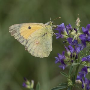 Colias croceus (Geoffroy in Fourcroy, 1785) Postillion, Postillon, Wander-Gelbling