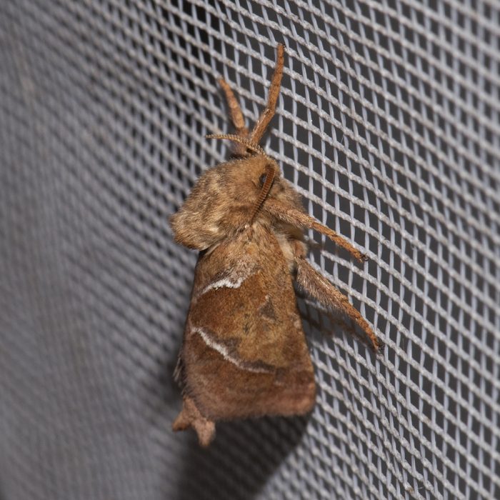 Triodia sylvina (Linnaeus, 1761) Ampfer-Wurzelbohrer