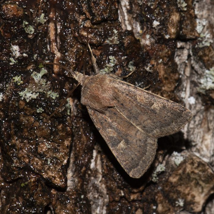 Xestia xanthographa (Denis & Schiffermüller, 1775) Braune Spätsommer-Bodeneule