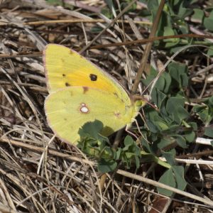 Colias croceus (Geoffroy in Fourcroy, 1785) Postillion, Postillon, Wander-Gelbling