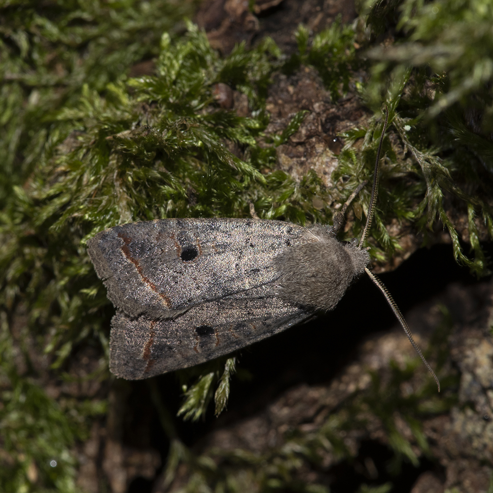 Agrochola lota (Clerck, 1759) Dunkelgraue Herbsteule