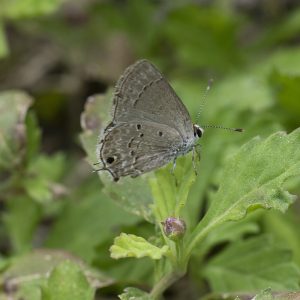 Strymon istapa (Reakirt, 1867) Mallow Scrub-Hairstreak