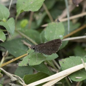 Amblyscirtes celia (Skinner, 1895) Celia’s Roadside-Skipper