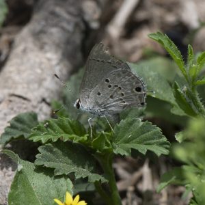 Strymon istapa (Reakirt, 1867) Mallow Scrub-Hairstreak