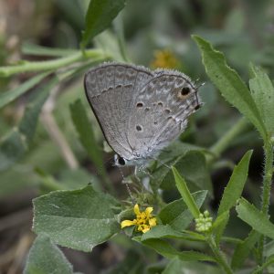 Strymon istapa (Reakirt, 1867) Mallow Scrub-Hairstreak