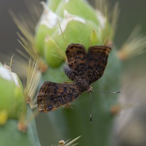 Caria ino (Godman & Salvin, 1886) Red-bordered Metalmark