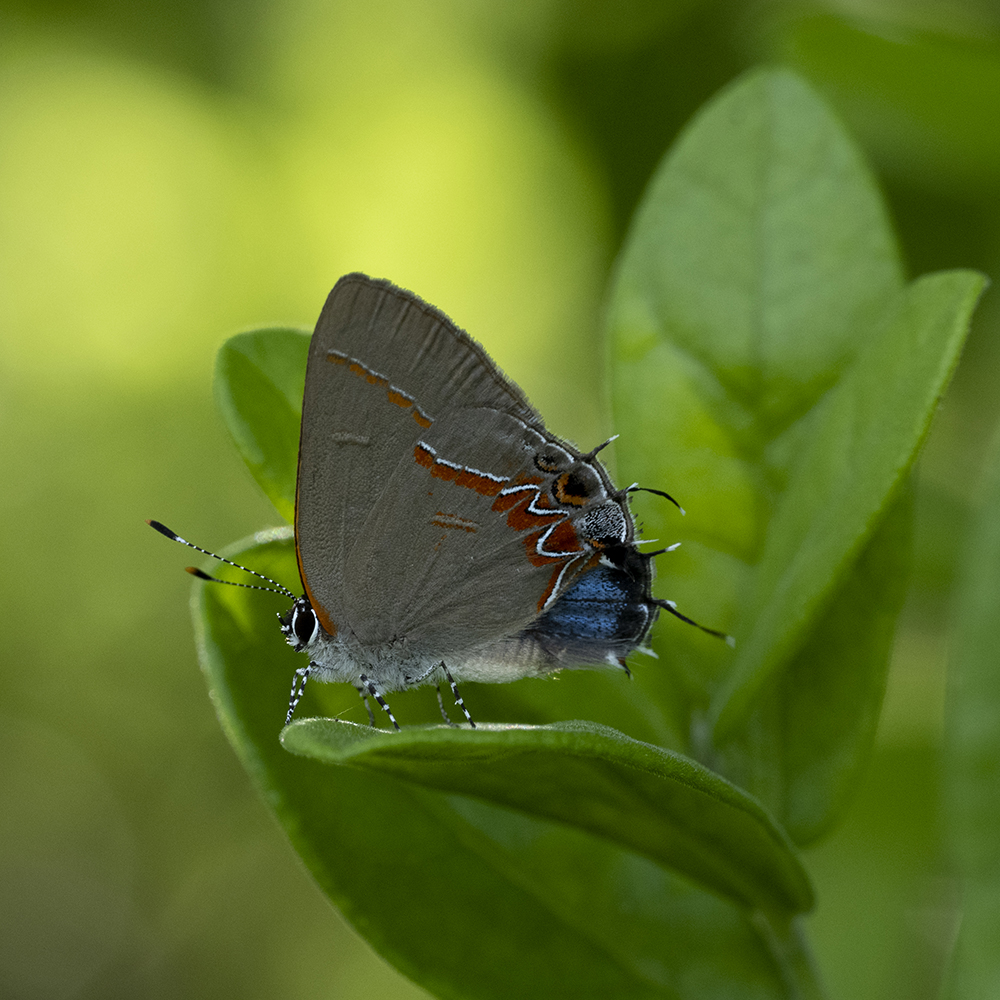 Calycopis isobeon (Butler & H. Druce, 1872) Dusky-blue Groundstreak