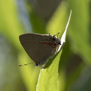 Calycopis isobeon (Butler & H. Druce, 1872) Dusky-blue Groundstreak