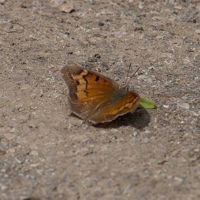 Anaea andria (Scudder, 1875) Goatweed Leafwing