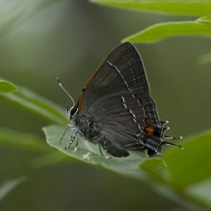 Satyrium favonius (J. E. Smith, 1797) Oak Hairstreak