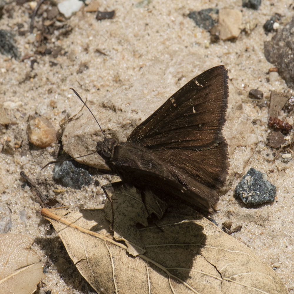 Thorybes pylades (Scudder, 1870) Northern Cloudywing