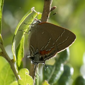 Satyrium favonius (J. E. Smith, 1797) Oak Hairstreak