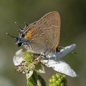 Satyrium favonius (J. E. Smith, 1797) Oak Hairstreak