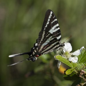 Eurytides marcellus (Cramer, 1777) Zebra Swallowtail